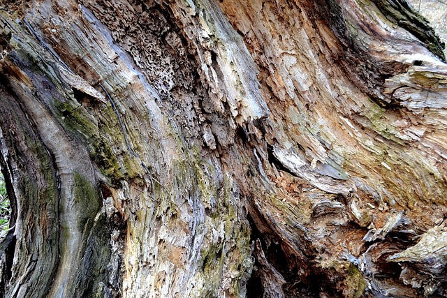 tree stump