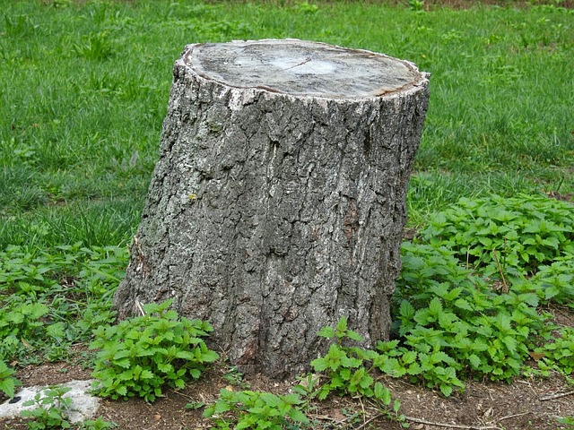 tree-stump-640x480-6833238.jpeg