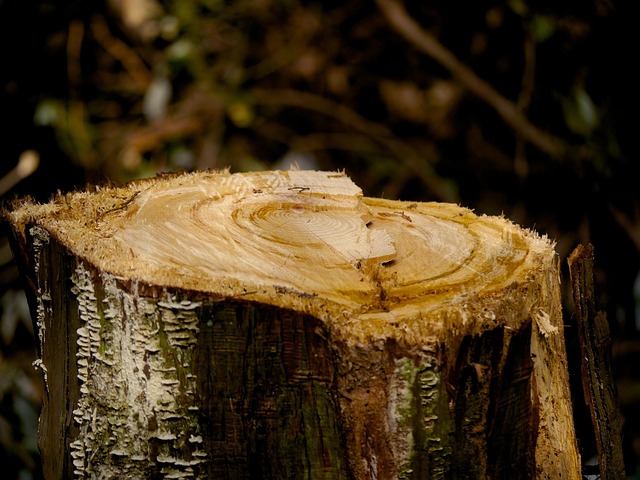 tree stump