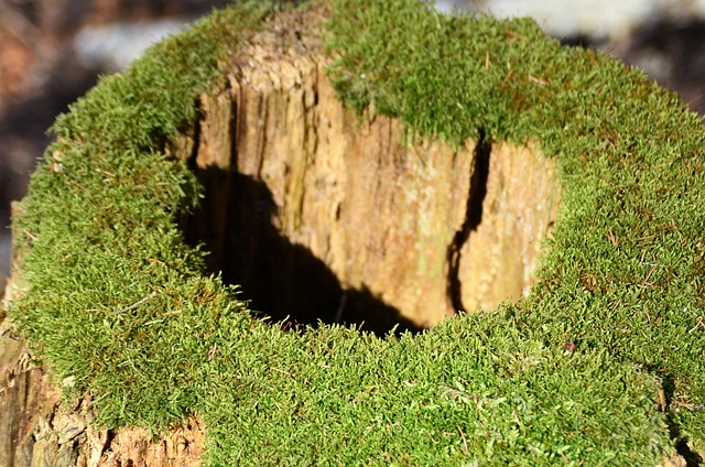 tree-stump-640x480-6940297.jpeg
