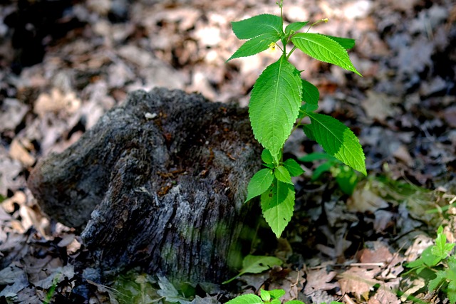 tree stump
