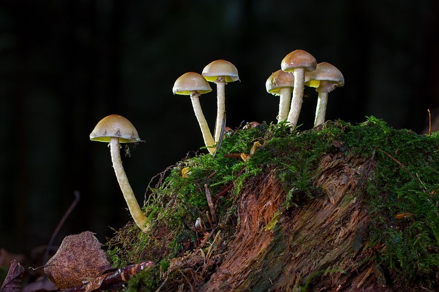 tree stump