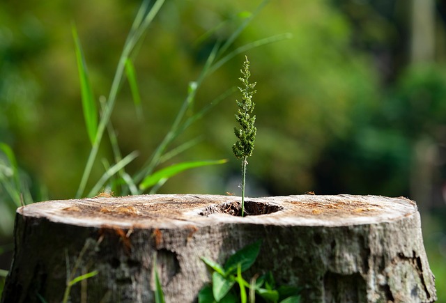 Addison TX Stump Removal: Professional Contractors for Efficient Tree Stump Elimination