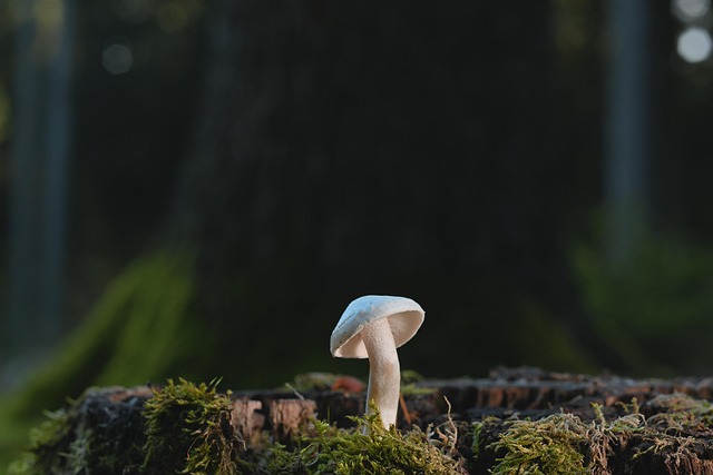 tree stump