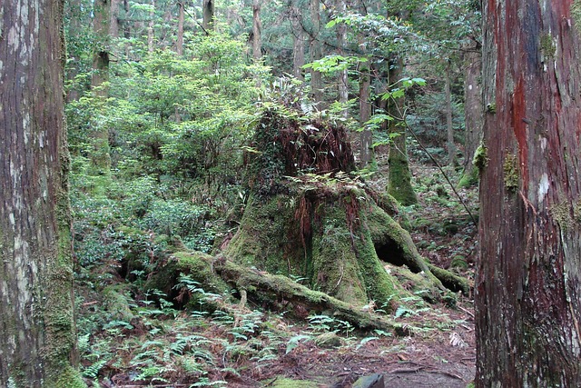 tree stump