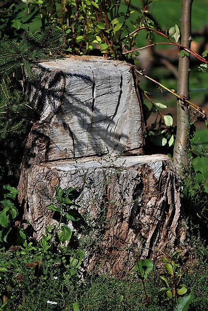 tree stump