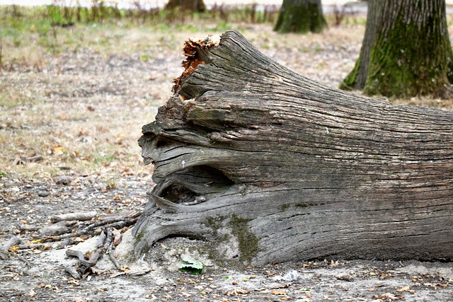 tree stump