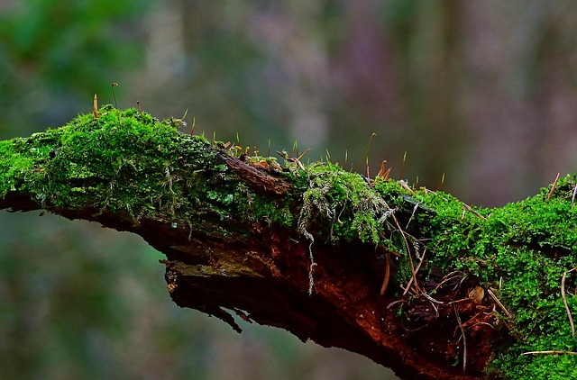 tree stump