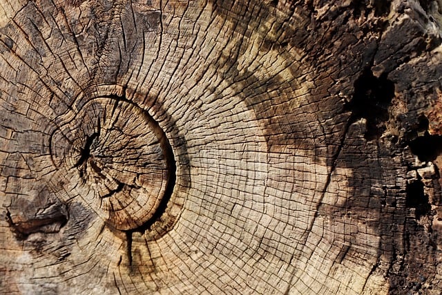 tree stump