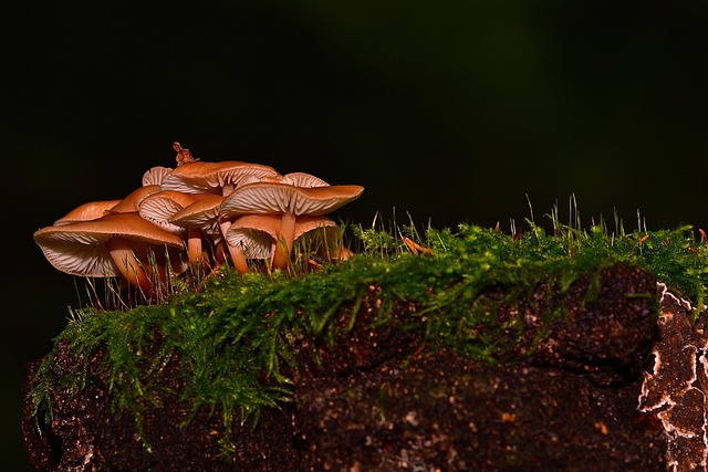 tree stump