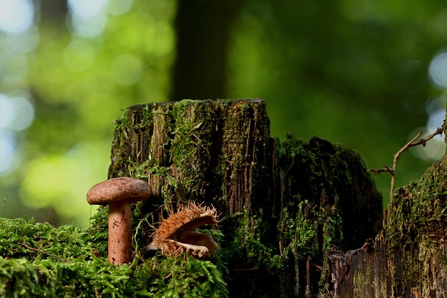 tree stump