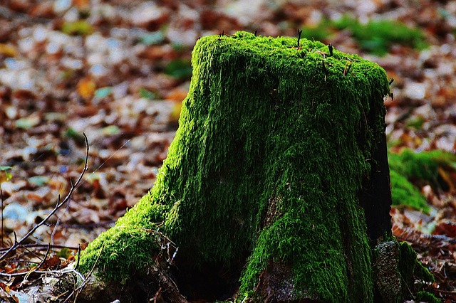 tree stump