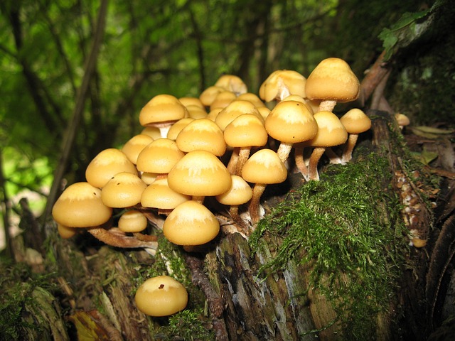 tree stump