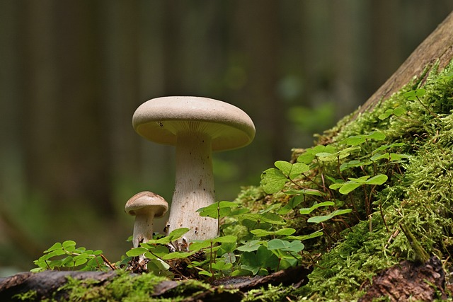 tree stump