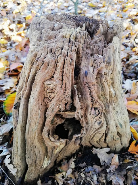 tree stump