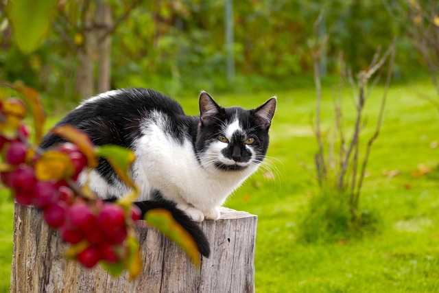 tree stump