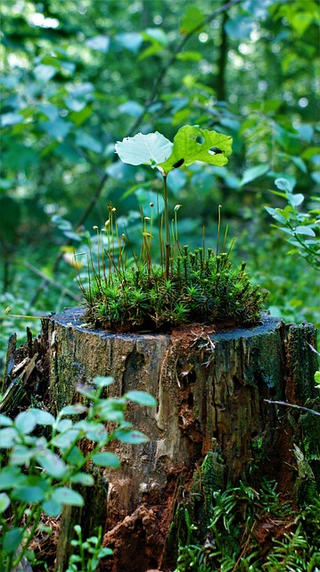 tree stump