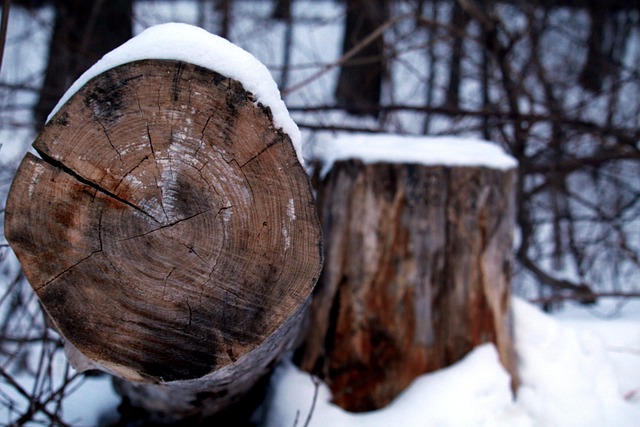 tree-stump-640x480-79476005.jpeg
