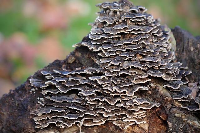 tree stump