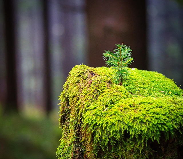 tree stump