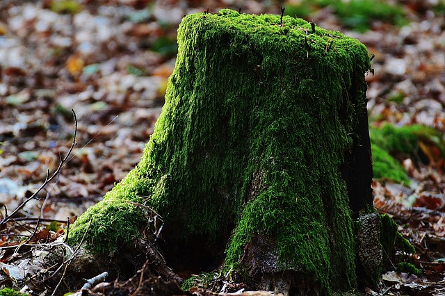 tree-stump-640x480-80488617.jpeg