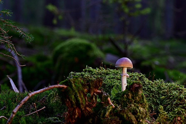 tree stump