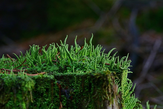 tree-stump-640x480-81725092.jpeg