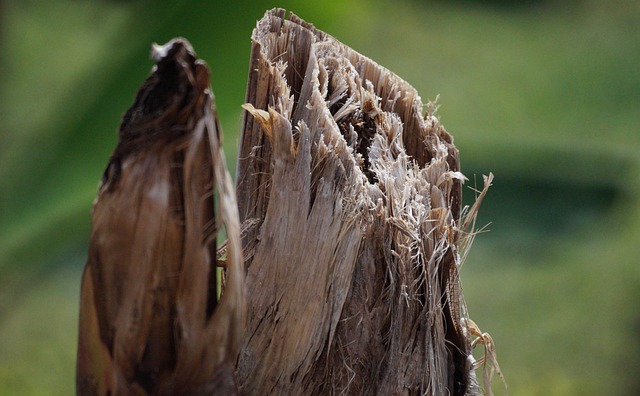 tree stump