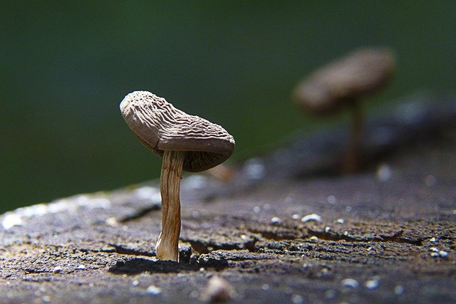 tree stump