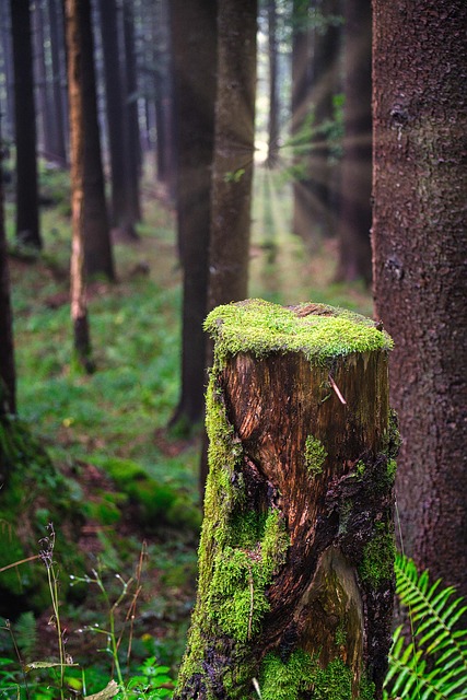 tree stump