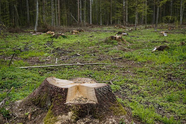 tree stump