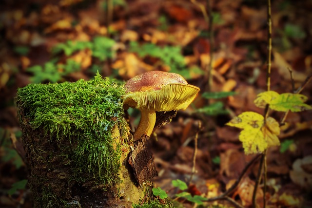 tree stump