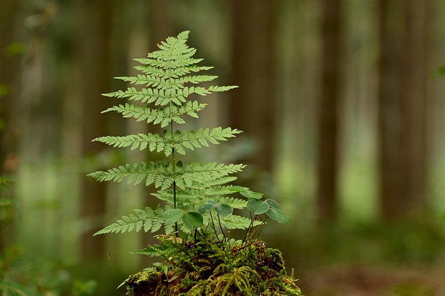 tree stump