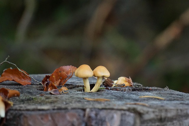tree-stump-640x480-89035746.jpeg