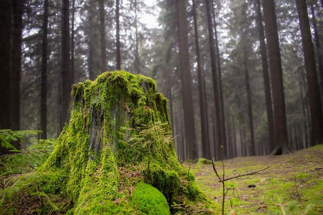 tree stump