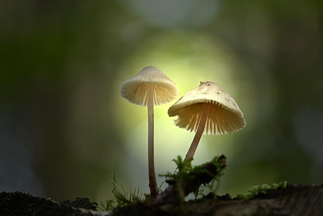tree stump