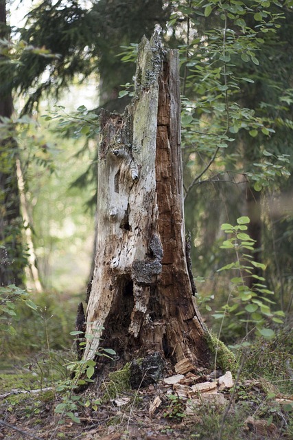 tree-stump-640x480-90704576.jpeg