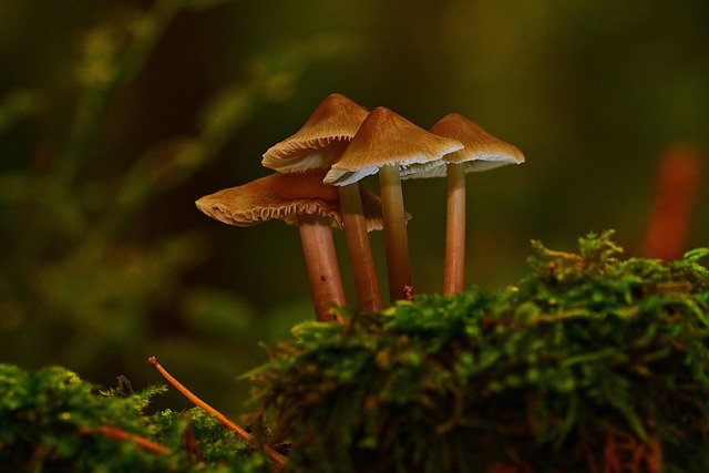 tree stump