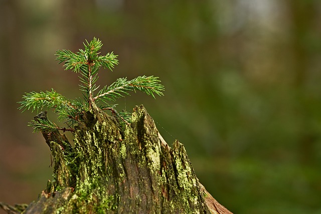 tree stump