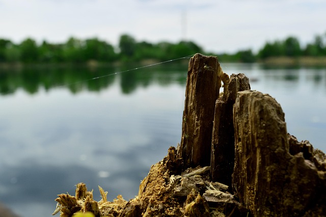 tree stump
