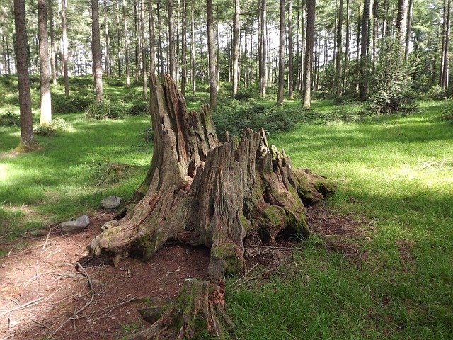 tree stump