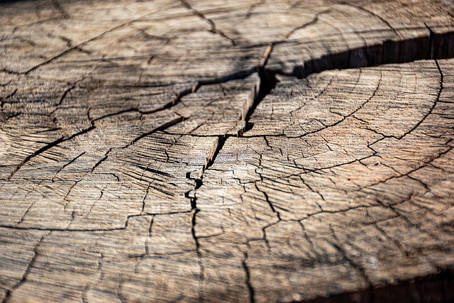 tree stump