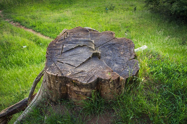 tree stump