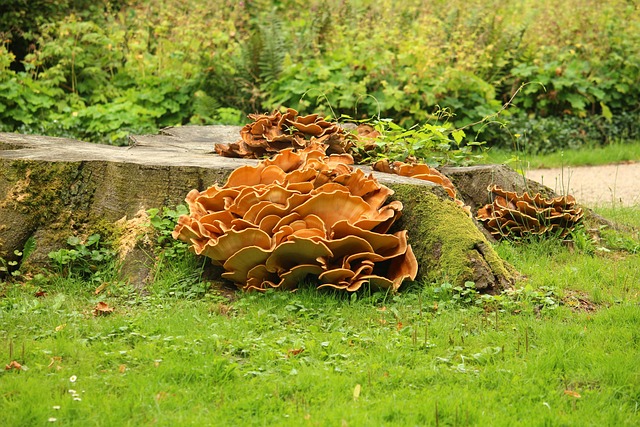 tree stump