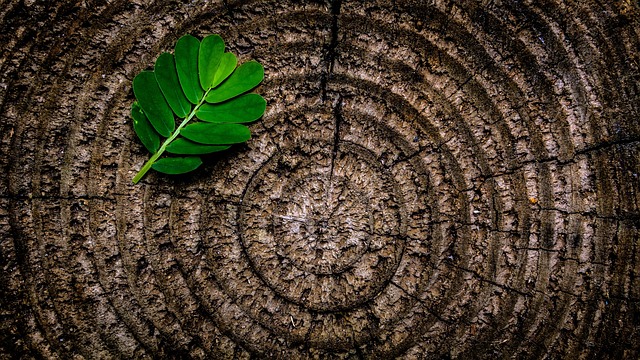 tree stump