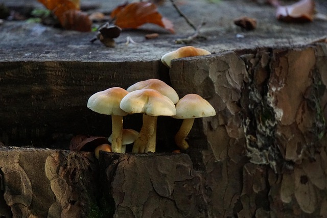 tree stump