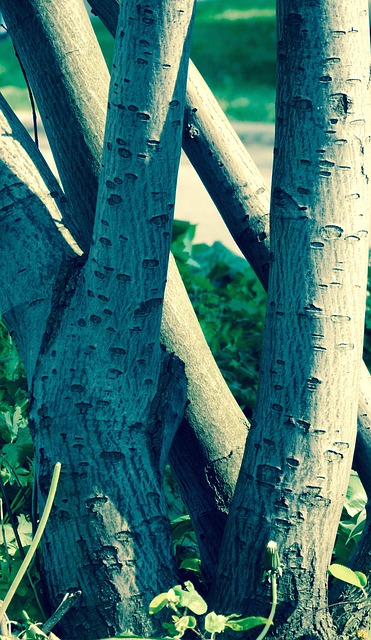 tree stump