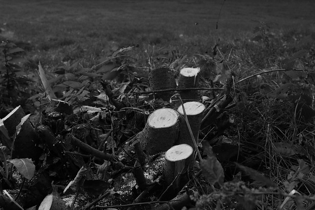 tree-stump-640x480-95492782.jpeg