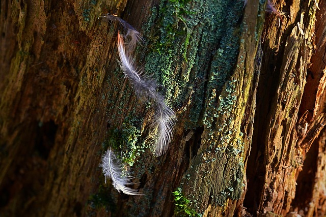 tree-stump-640x480-95520910.jpeg