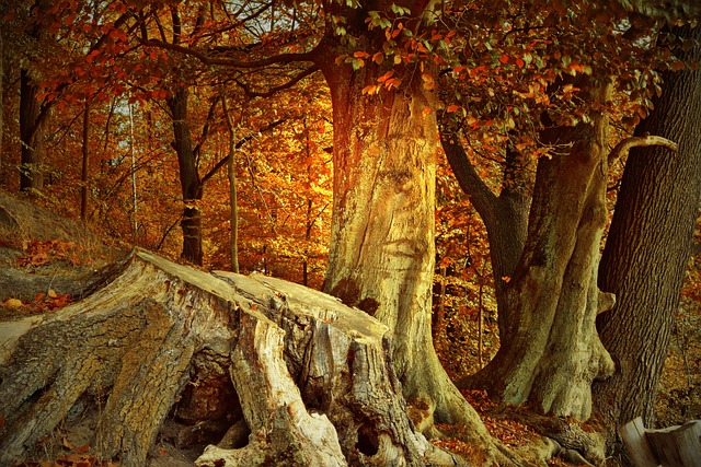tree stump
